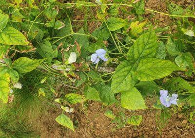 Permaculture Education Project in Mauritius | Architects of Life | Based in France, Serving Globally