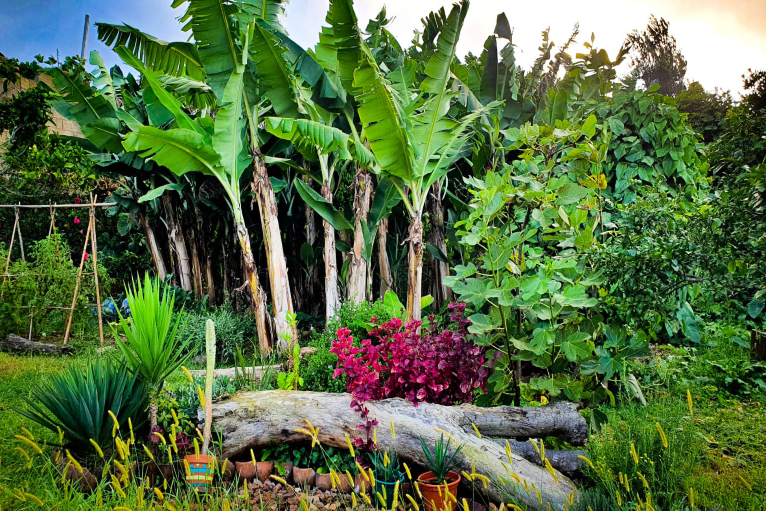 Permaculture Design Azores | Architects of Life | Based in France, Serving Globally